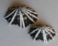 /products/siphonaria-sipho-sowerby-i-1823/